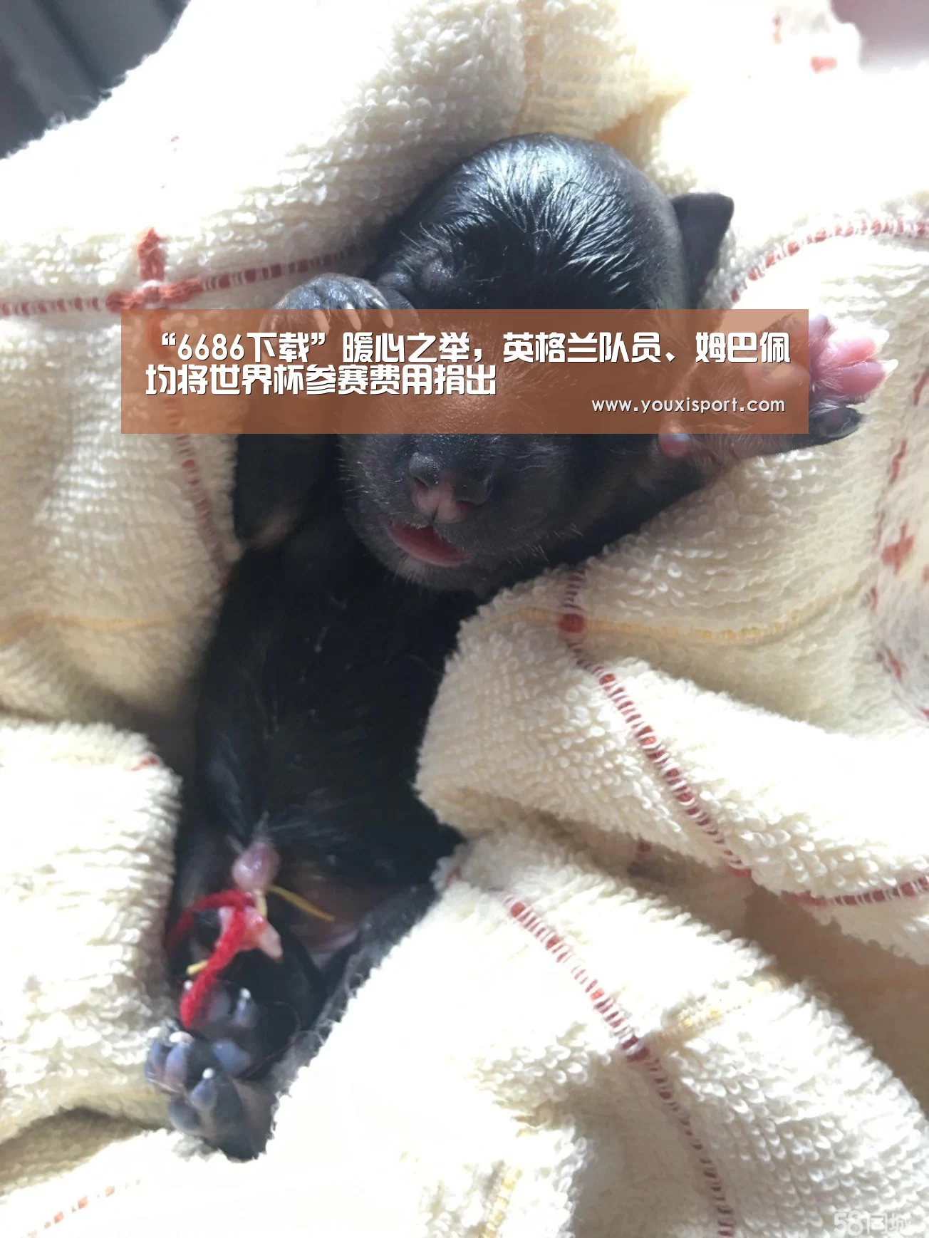 “6686下载”暖心之举,英格兰队员、姆巴佩均将世界杯参赛费用捐出(图1) 6686入口